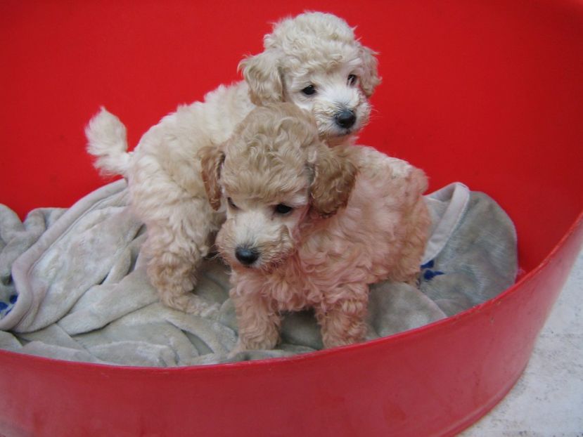  - MUKY_ ceva special