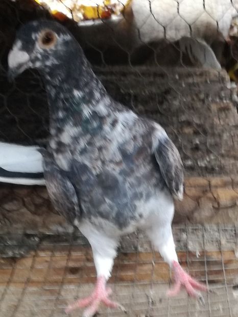 Pastrat pt matca - DE VINZARE