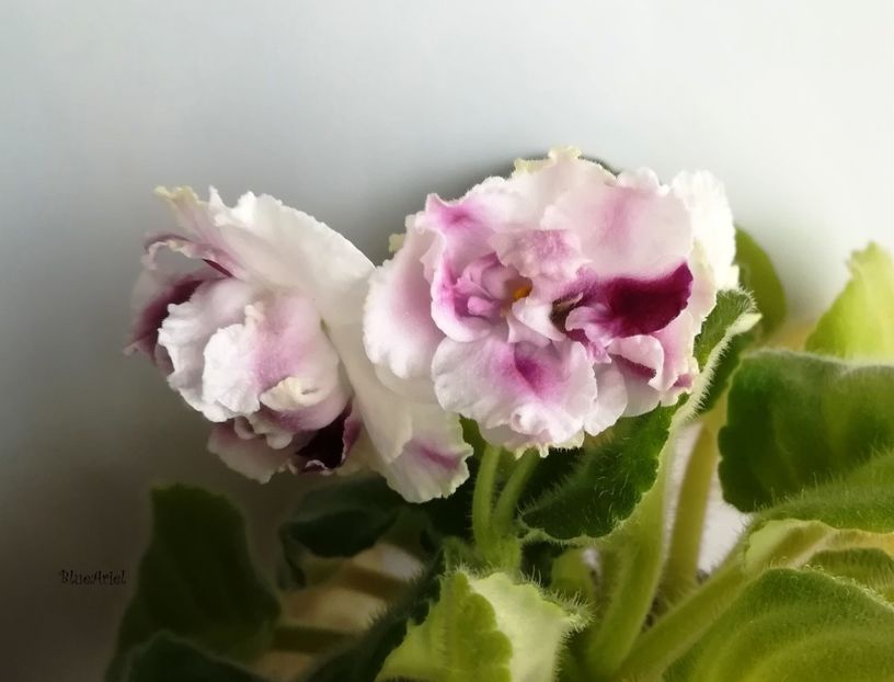 2019 - RS-Gertsoginia