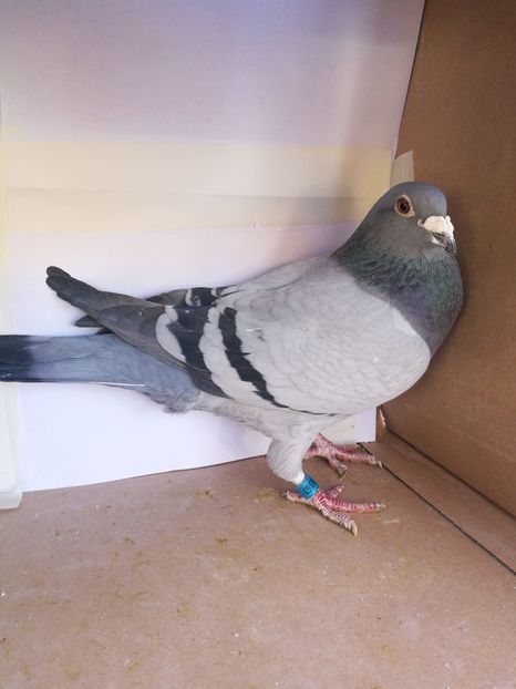 638363-2008 F norme:Mare Fond,Maraton,Palm.Maraton - Matca 2022