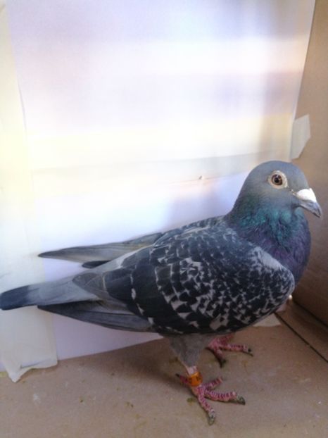 Orig.Dumitrache Marian - Matca 2022