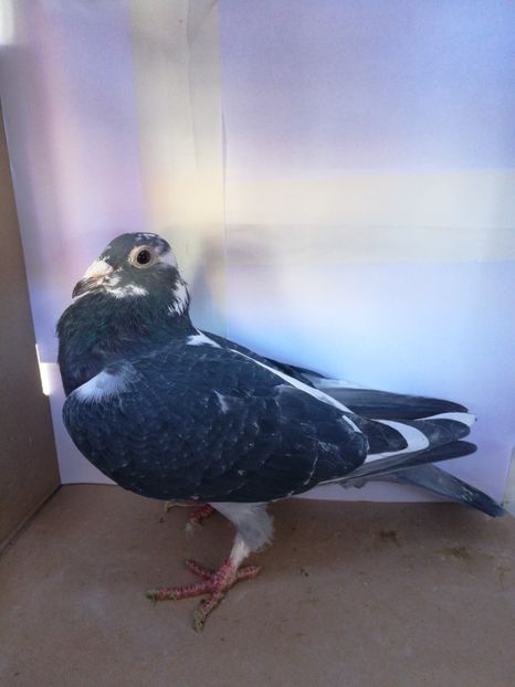 Orig.Dumitrache Marian - Matca 2022