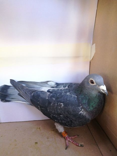 Orig.Dumitrache Marian - Matca 2022