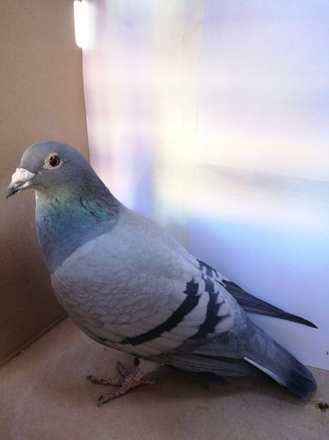 474912-2010 F norma Maraton - Matca 2022