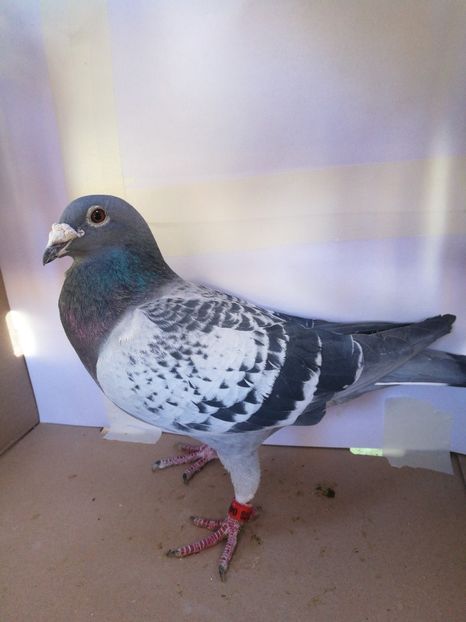 480854-2010 M norme:Mare Fond,Maraton,Palm.Maraton - Matca 2022