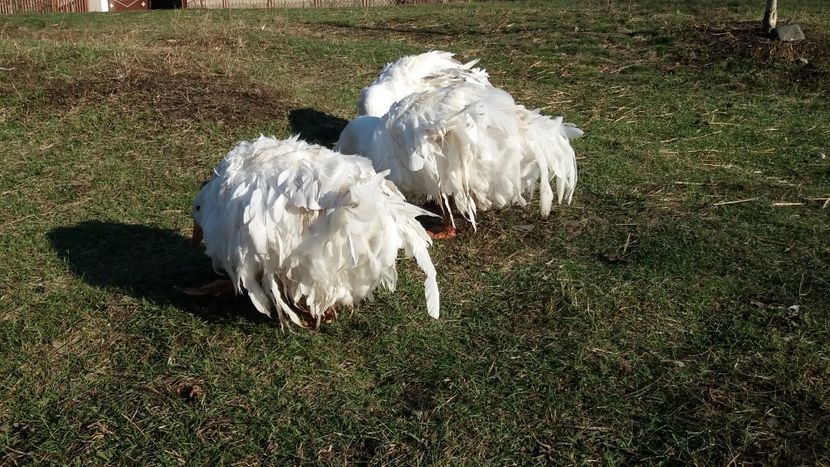  - Boboci Gaste frizate danubiene 8 luni 5 decembrie 2019