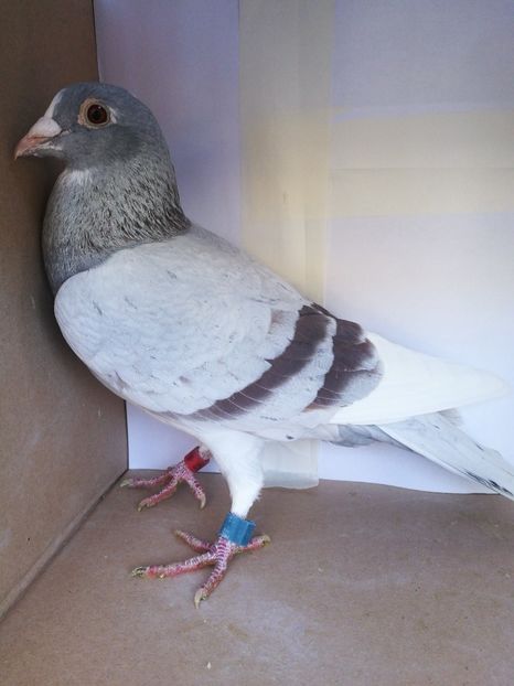 441822-2017 M norme:General,Palmares Maraton, Maraton Extrem, Palmares As Maraton - Porumbei cu norme la fond-maraton