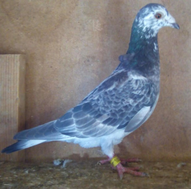 Femela 19-435 - Cuci