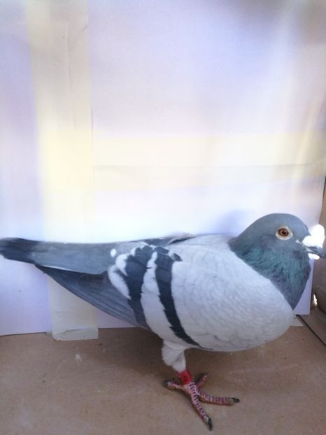 239979-2017 M norme: Palmares Maraton - Porumbei cu norme la fond-maraton