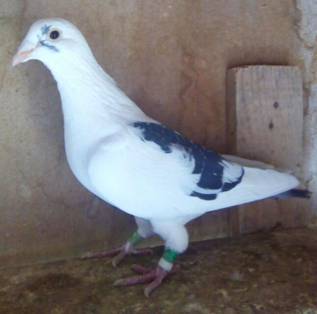 Femela 18-904....-Tartasesti - Porumbei vanduti