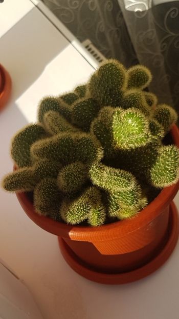 2019-12-6 14-2-28 - CACTUSI2019