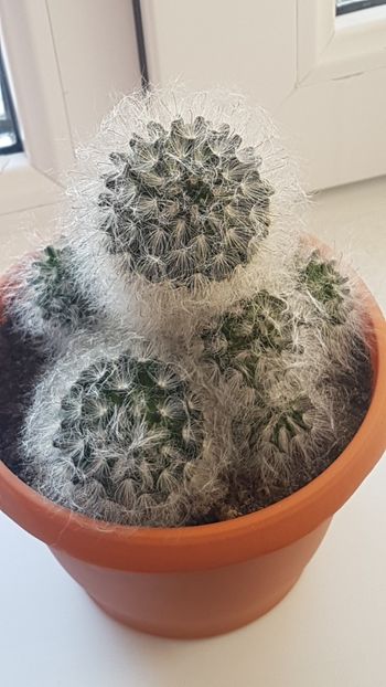 2019-12-6 14-1-1 - CACTUSI2019