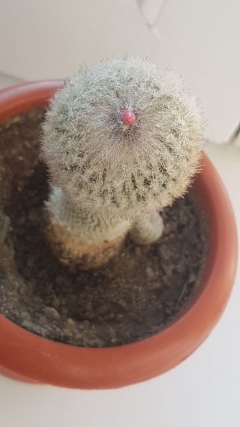 2019-12-6 13-58-30 - CACTUSI2019