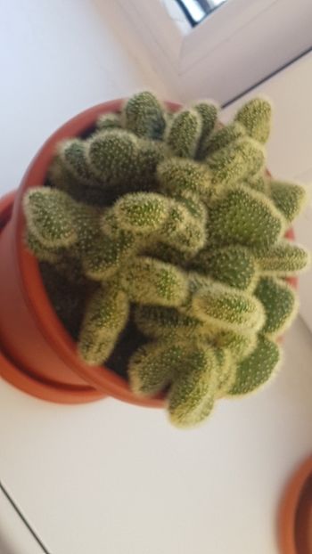 2019-12-6 14-1-41 - CACTUSI2019