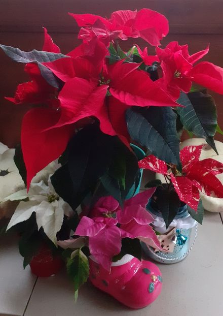  - Diverse plante