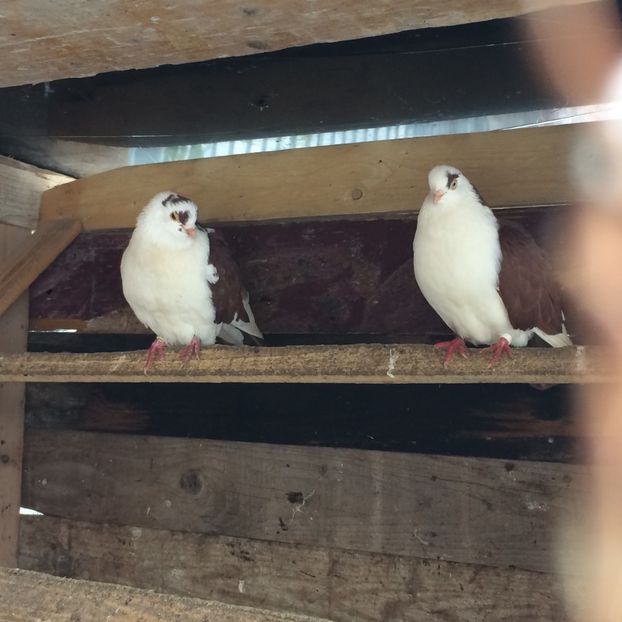  - 7- Jucatori de galati