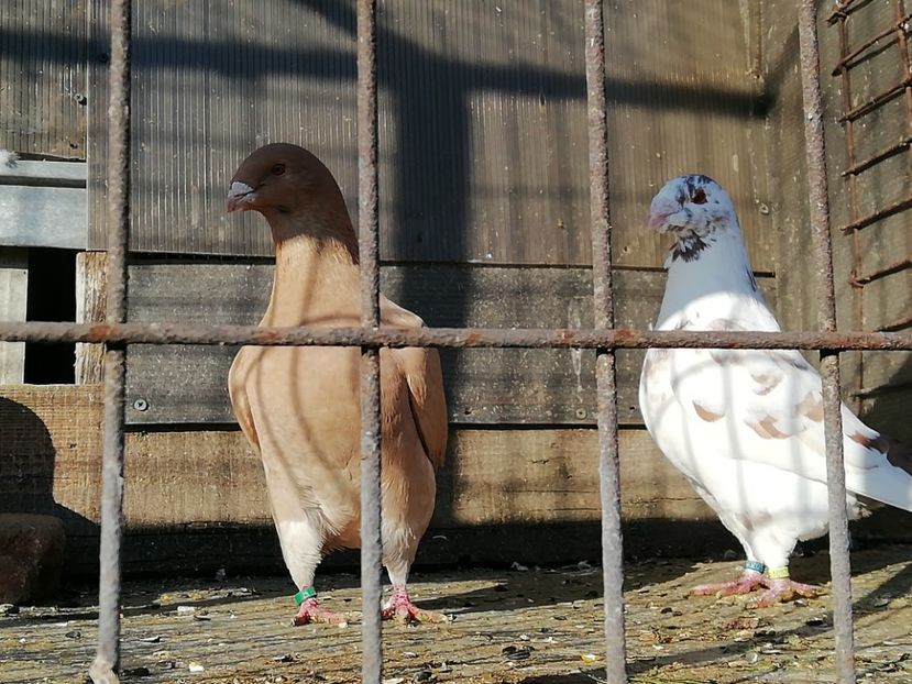  - A-Porumbei Americani