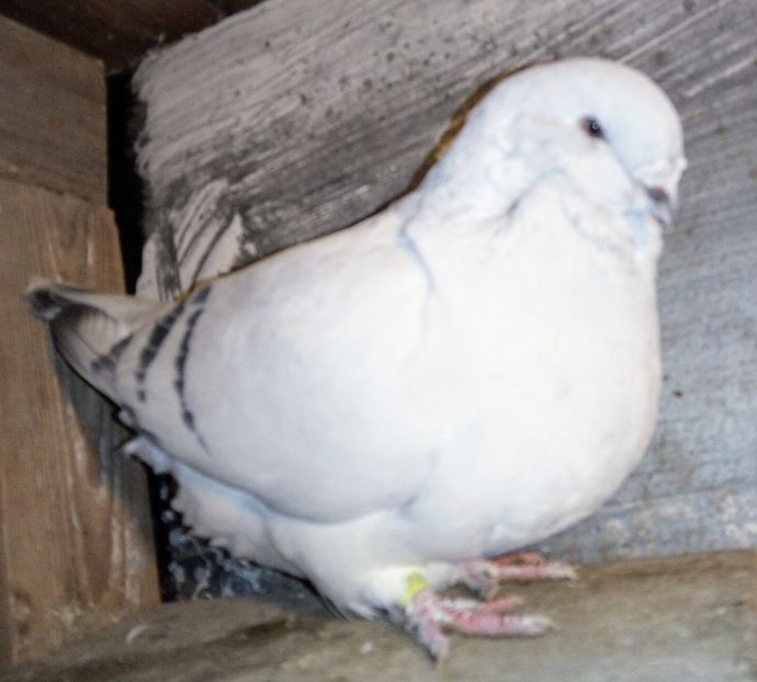  - - A - A - A - A - E N Y A 2019