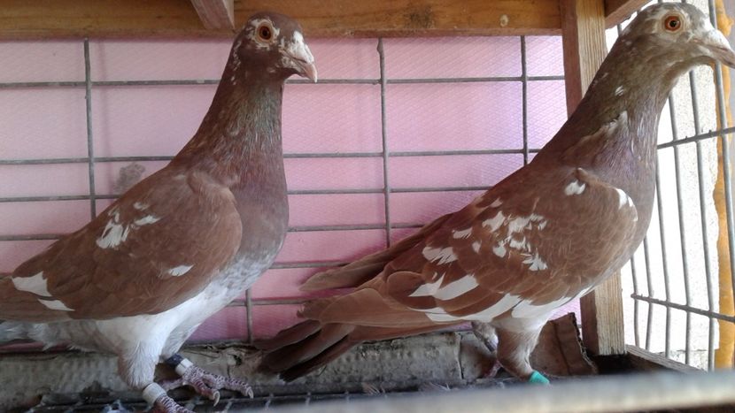  - De vanzare meulemans pe galben si pe rosu