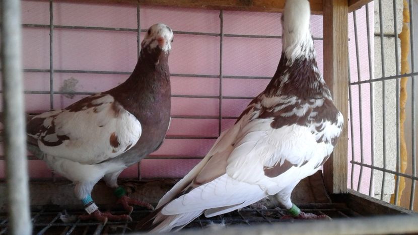  - De vanzare meulemans pe galben si pe rosu