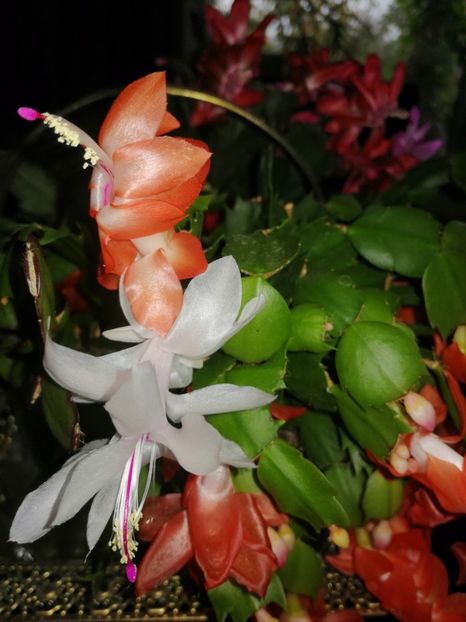  - Noiembrie 2019