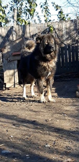 Screenshot_20191206-131819_Video Player - Caucazian rau