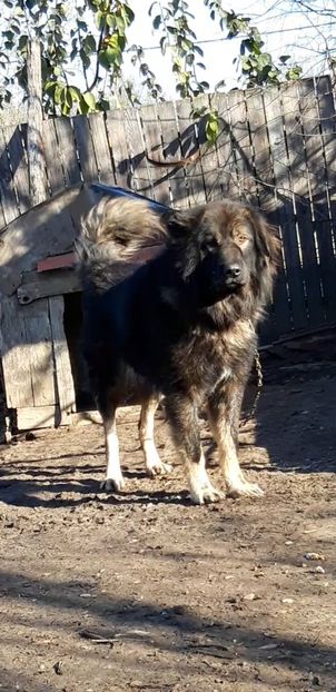 Screenshot_20191206-131631_Video Player - Caucazian rau