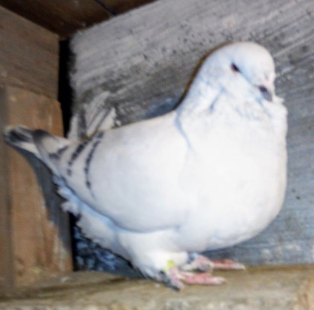  - - A - A - A - A - E N Y A 2019