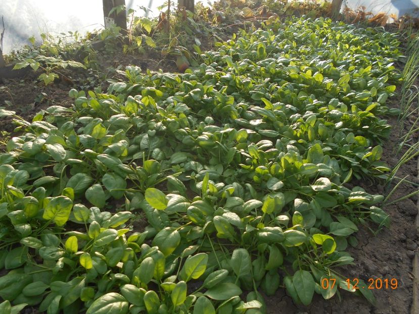  - 2Gradina de legume 2019