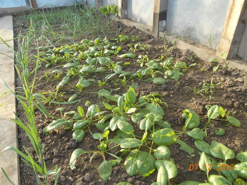  - 2Gradina de legume 2019