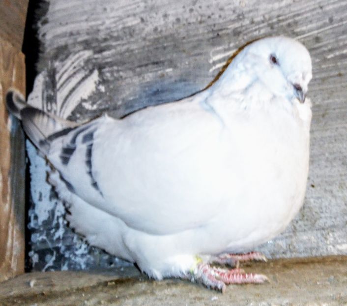  - - A - A - A - A - E N Y A 2019