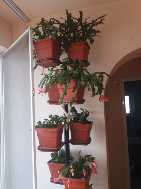  - Florile mele decembrie 2019