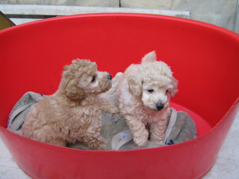  - MUKY_ ceva special