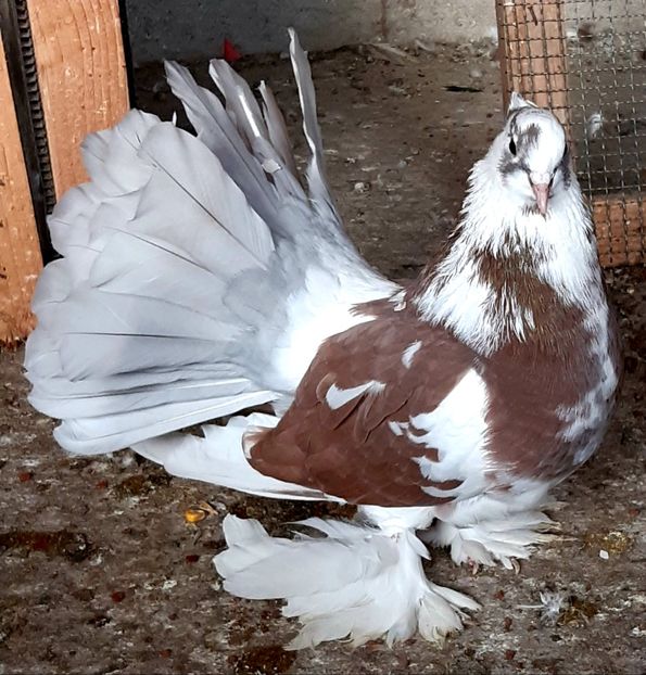  - Voltati indieni matca 2020