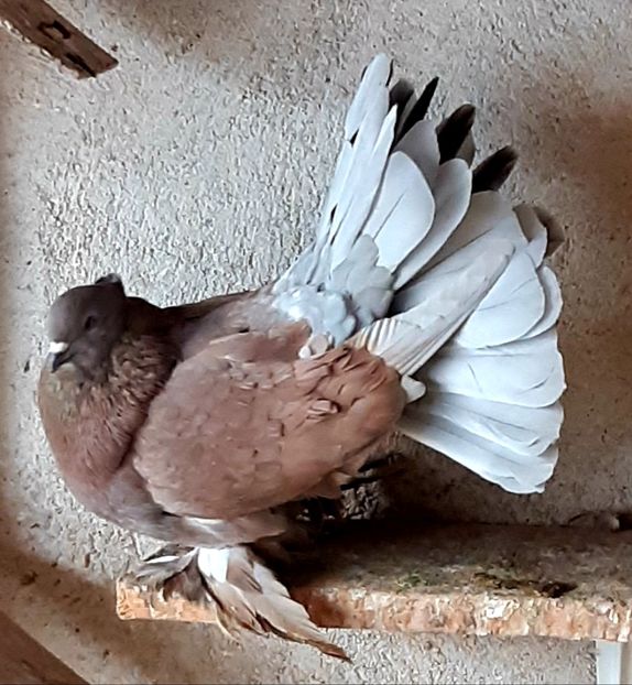  - Voltati indieni matca 2020