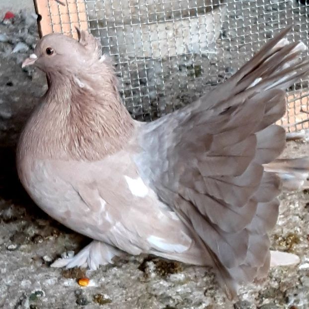  - Voltati indieni matca 2020