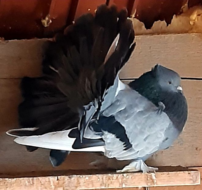  - Voltati indieni matca 2020