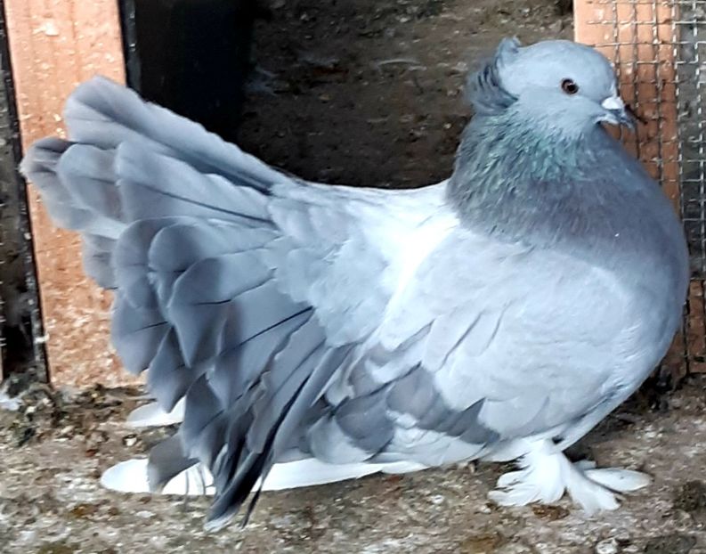  - Voltati indieni matca 2020