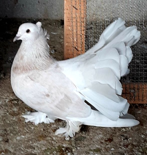  - Voltati indieni matca 2020