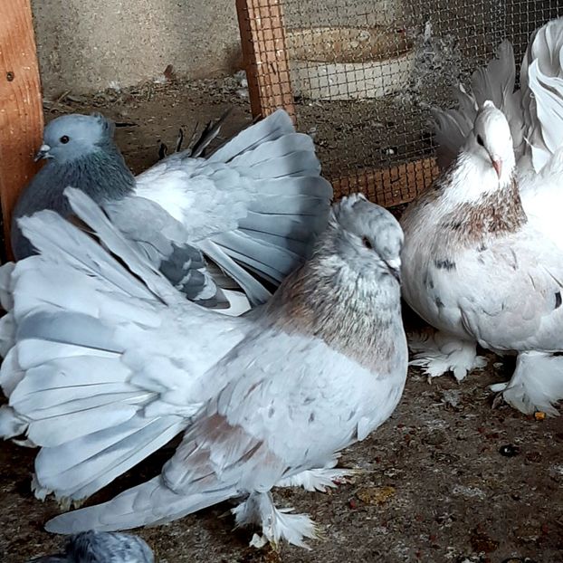  - Voltati indieni matca 2020