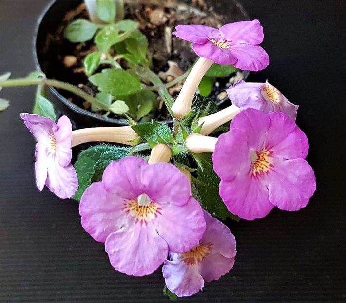 Little Lulu- 7 decembrie - Achimenes