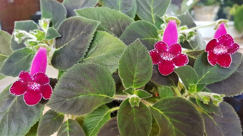 Pendulina - Kohleria