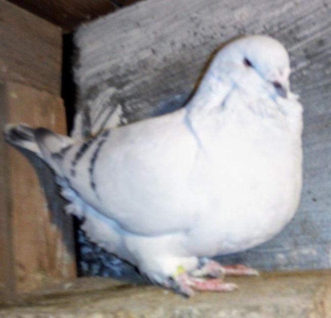  - - A - A - A - A - E N Y A 2019