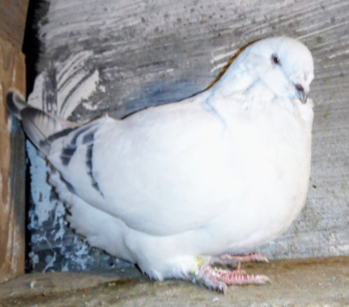  - - A - A - A - A - E N Y A 2019