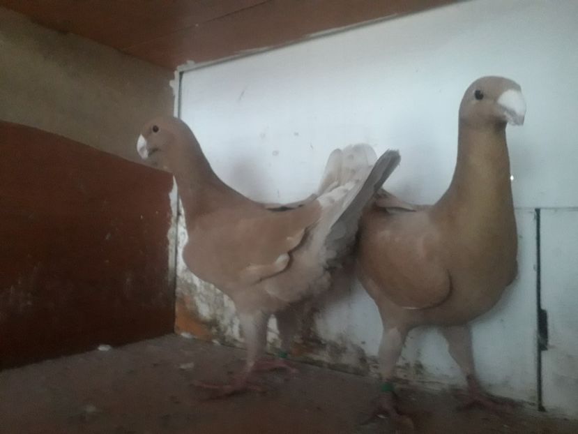  - Voiajori germani 2020 matca