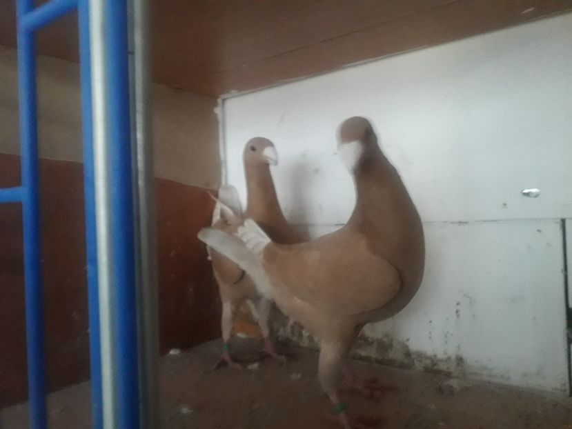  - Voiajori germani 2020 matca