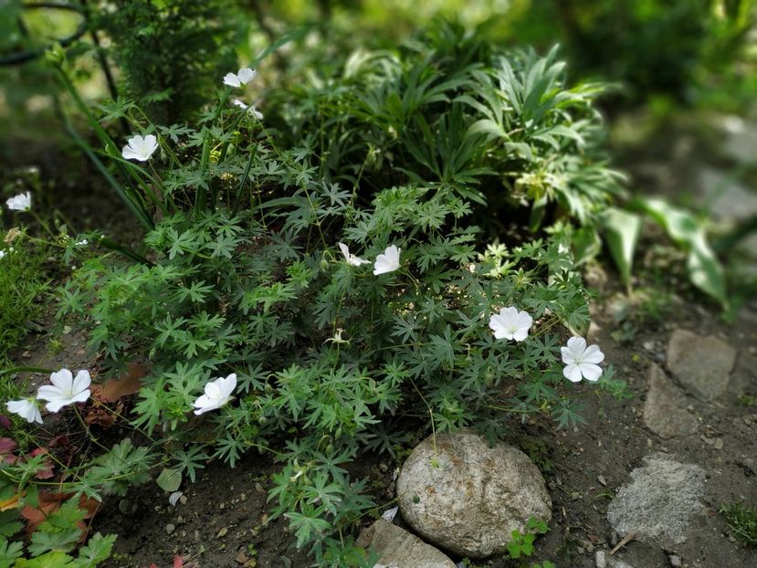  - Geranium si alte perene