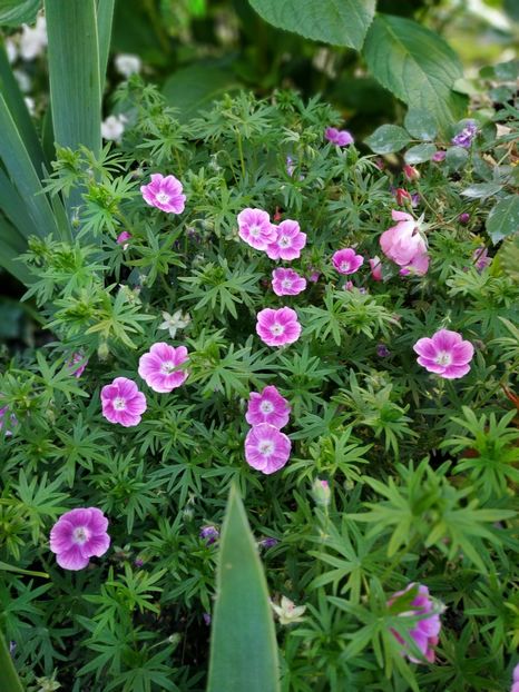  - Geranium si alte perene