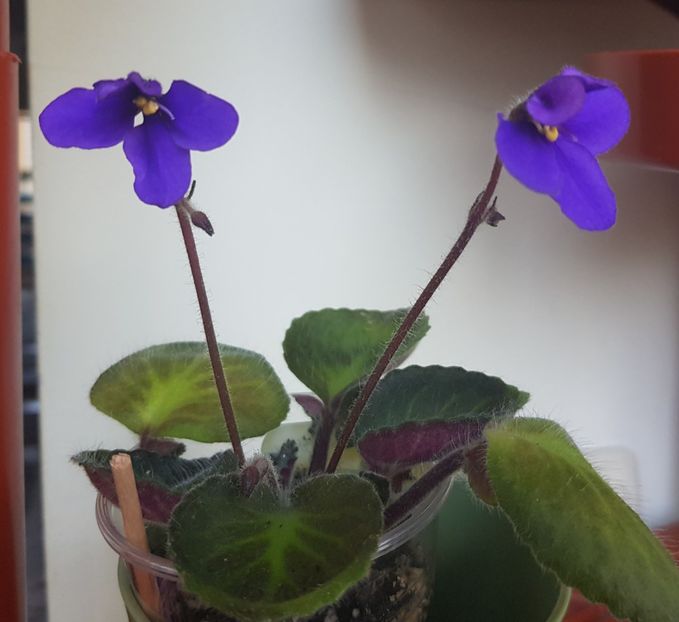 07.12.2019 - Blue Tail Fly