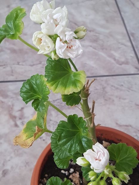 Marbacka Tulpan-inflorire de iarna - Muscate de colectie 2019